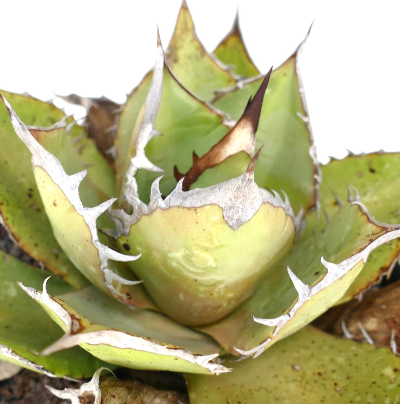 Agave oteroi succulent with thick pale green leaves and prominent white spines