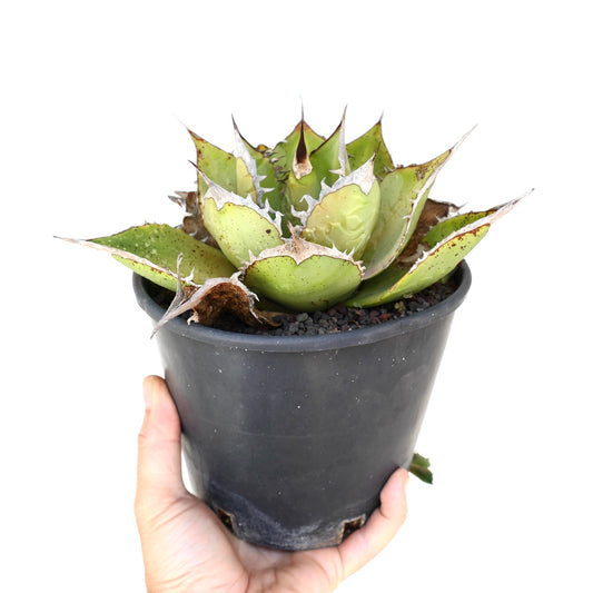 Agave oteroi succulent with thick green leaves and sharp brown spines in black pot