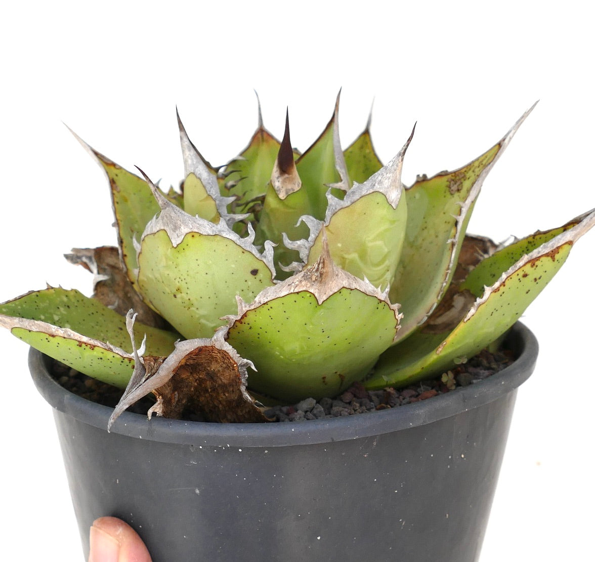 Agave oteroi succulent with thick green leaves and prominent spines in black pot