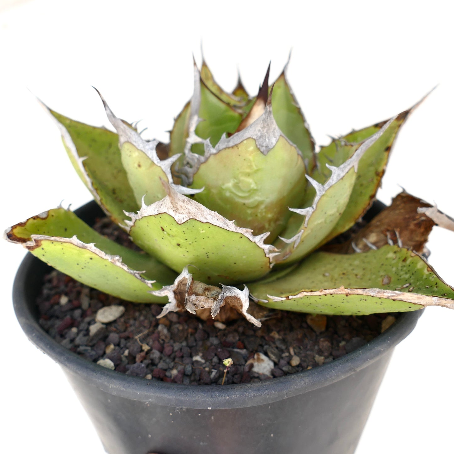 Agave oteroi succulent with thick green leaves and prominent white spines in black pot