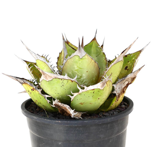 Agave oteroi succulent with thick green leaves and sharp brown spines in black pot