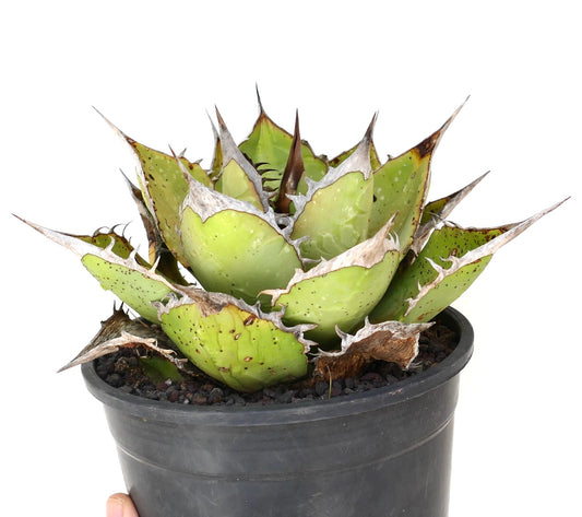 Agave oteroi succulent with thick green leaves and prominent brown spines in black pot