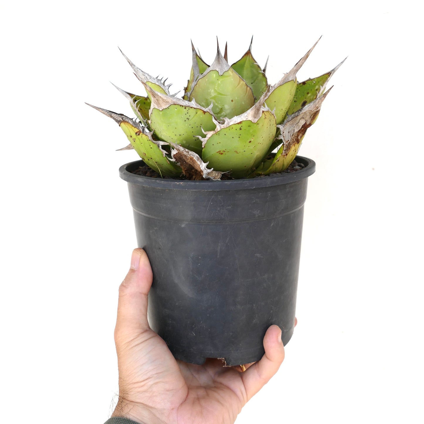 Agave oteroi sukkulent med tykke grønne blader og fremtredende skarpe brune torner i svart potte