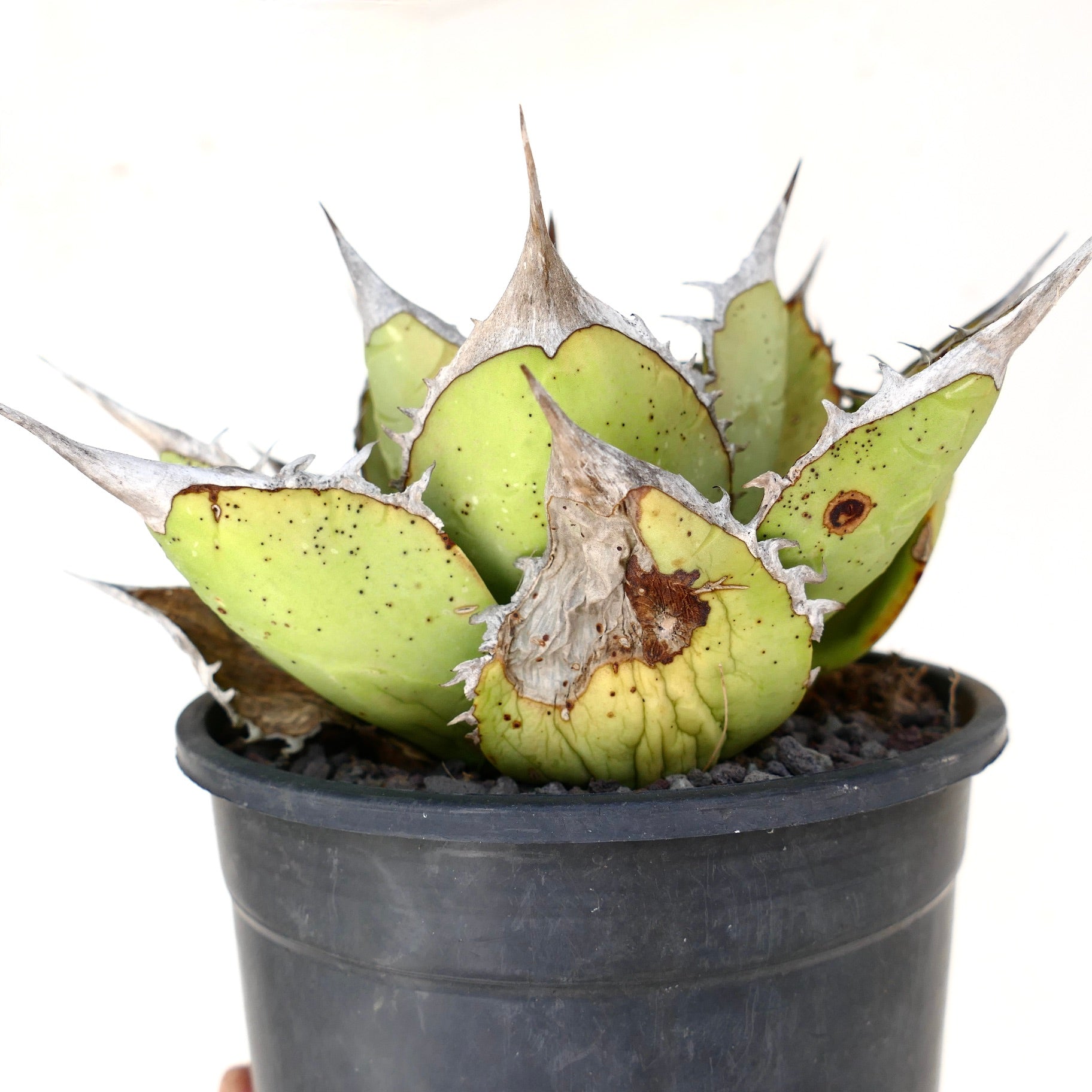 Agave oteroi sukkulent med tykke, blekgrønne blader og markante skarpe pigger i svart potte