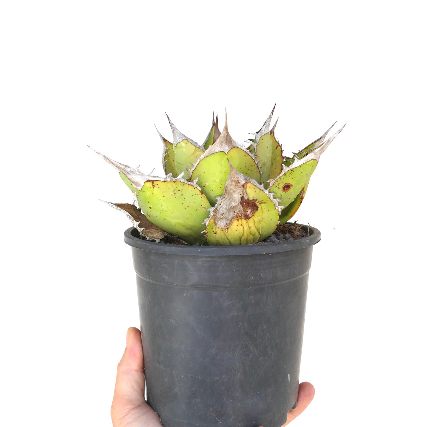 Agave oteroi sukkulent med tykke, tornerike blader og brunfargede, aldrende spisser i svart potte
