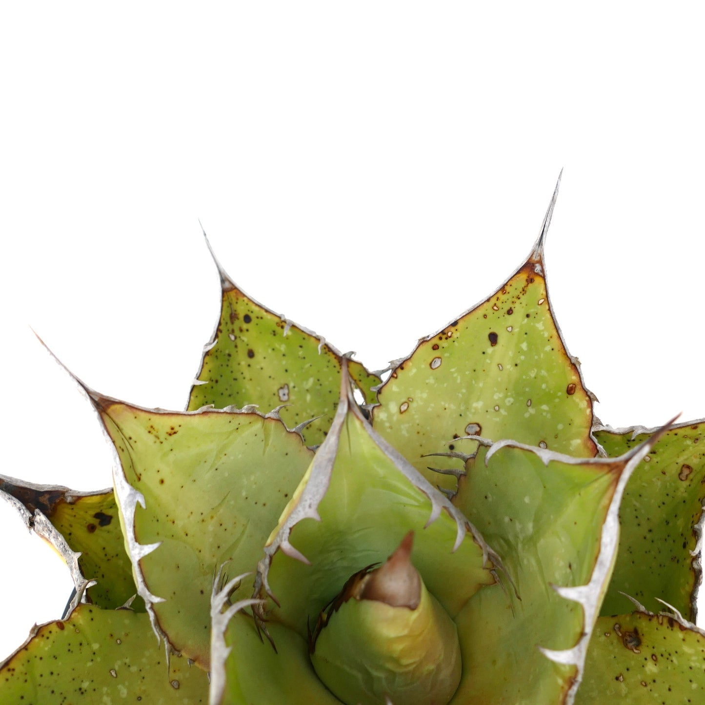 Agave oteroi sukkulent med tykke grønne blader og skarpe brune torner på kantene