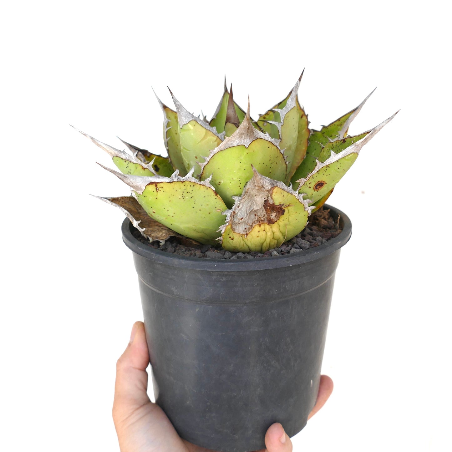 Agave oteroi-sukkulent med tykke grønne blader og fremtredende brune torner i svart potte