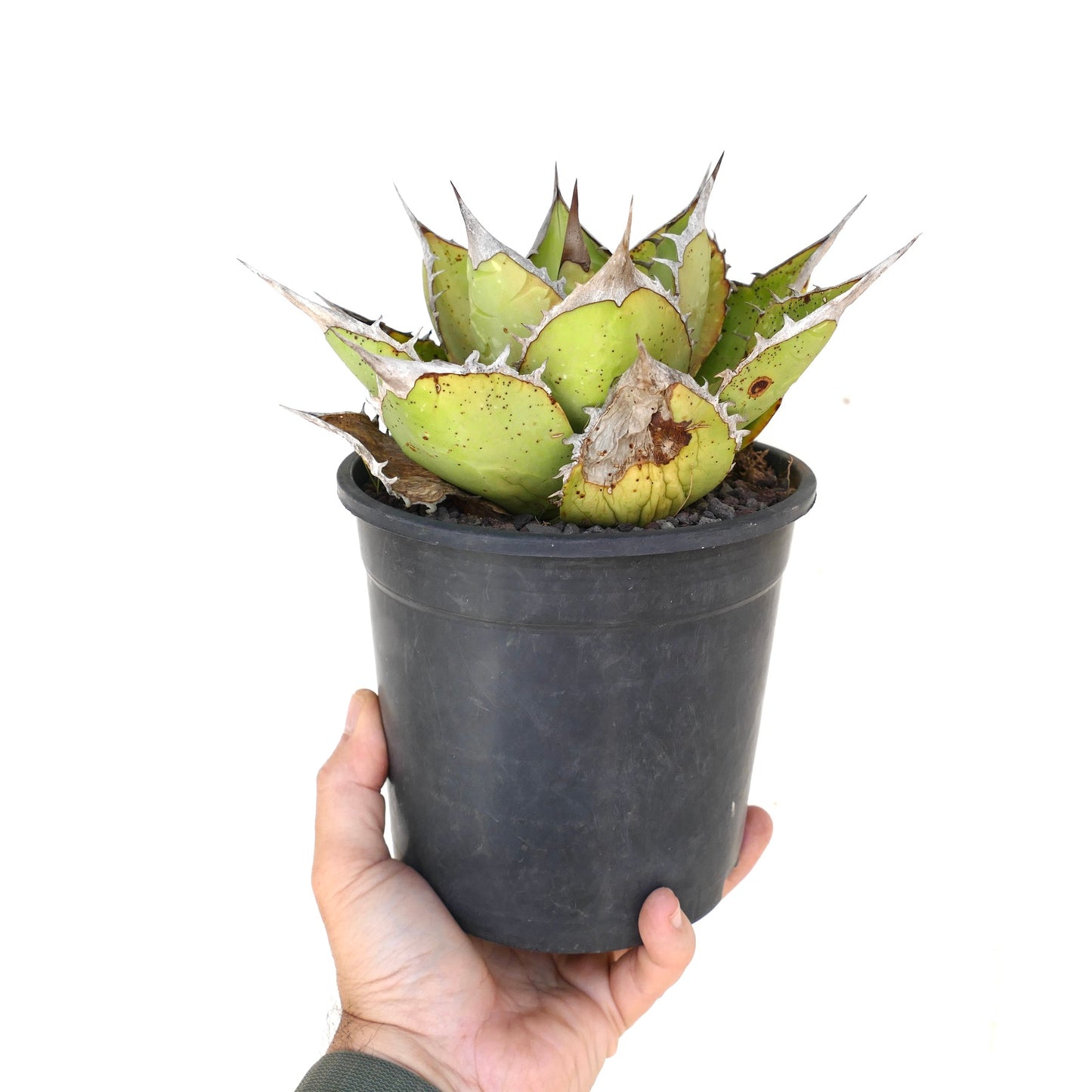 Agave oteroi sukkulent med tykke grønne blader og markante brune torner i svart potte