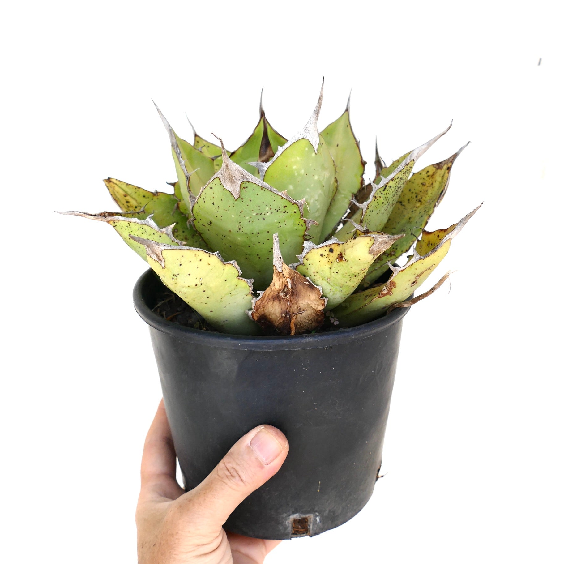 wzrt オズワートGecko Oteroi Satanic Agave Agave oteroi | Botanical