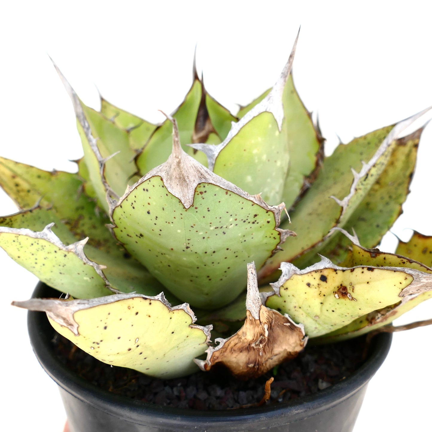 Agave oteroi sukkulent med tykke flekkete blader og fremtredende tornekanter i svart potte