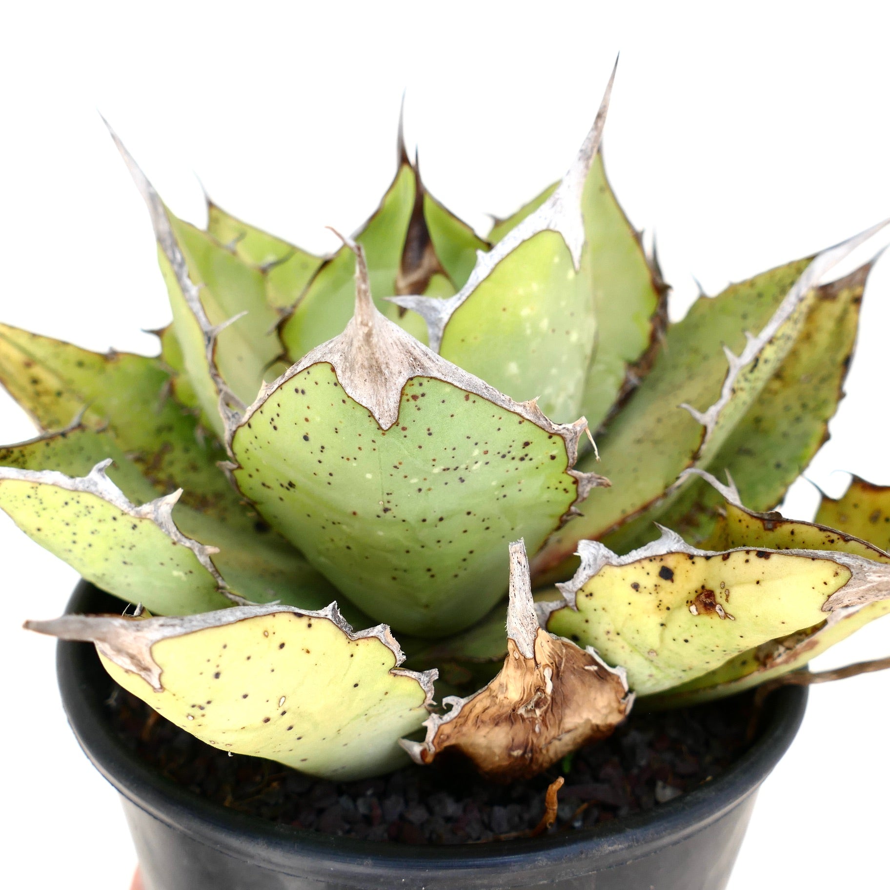Agave oteroi sukkulent med tykke flekkete blader og fremtredende tornekanter i svart potte
