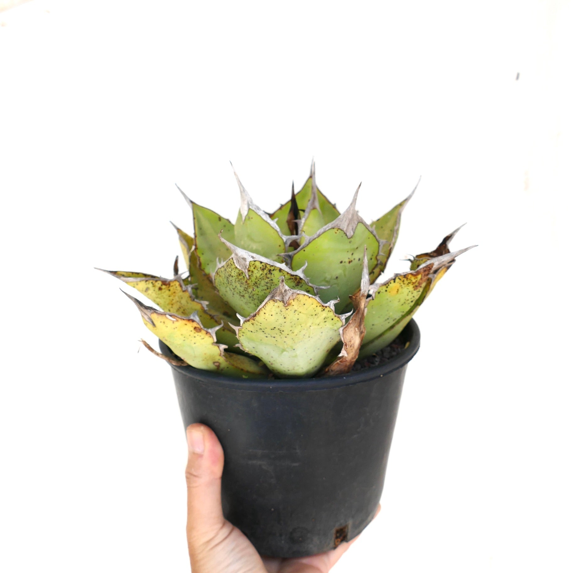 Agave oteroi sukkulent med tykke grønne blader og skarpe brune torner i svart potte