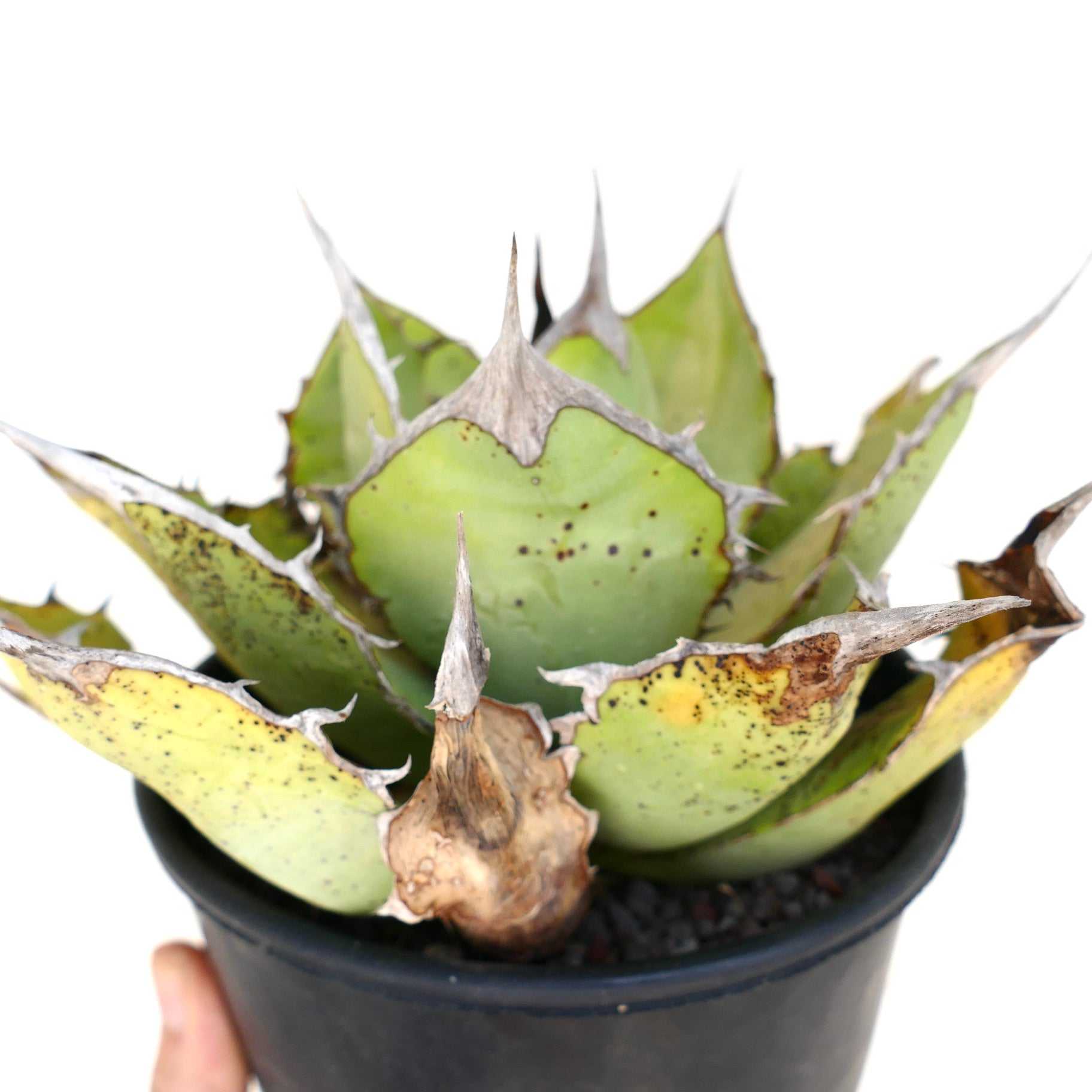 Agave oteroi succulent med tykke grønne blader og fremtredende brune torner i svart potte