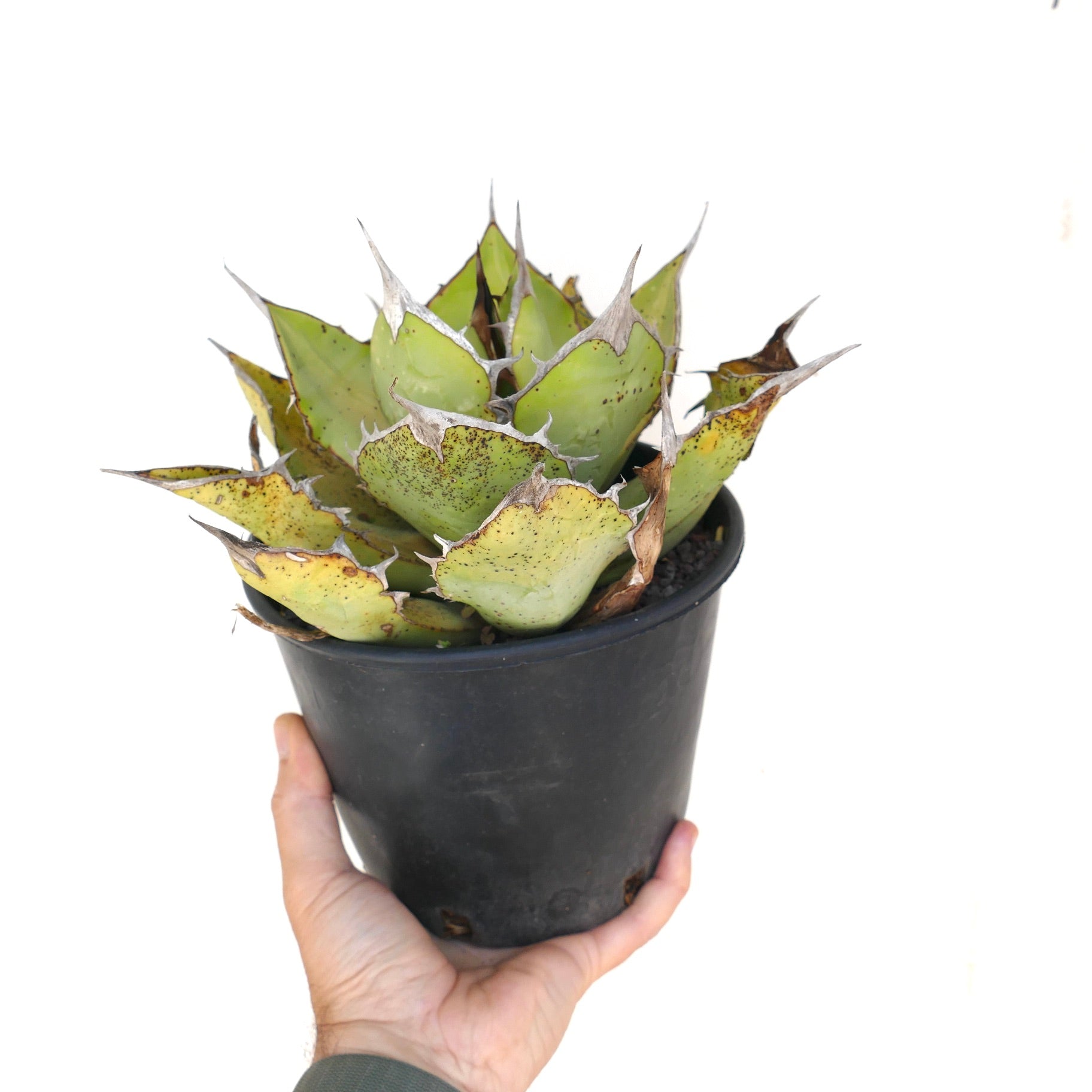 Agave oteroi sukkulent med tykke grønne blader og skarpe torner i svart potte holdt i hånd