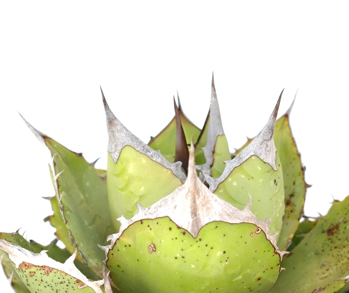 Agave oteroi sukkulent med tykke grønne blader og markante grå torner og kanter