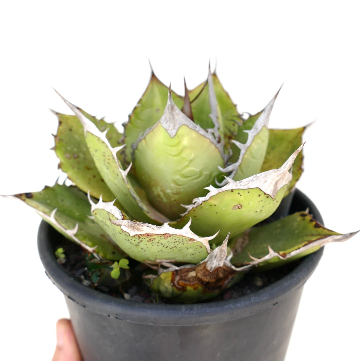 Agave oteroi sukkulent med tykke grønne blader og fremtredende hvite torner i svart potte