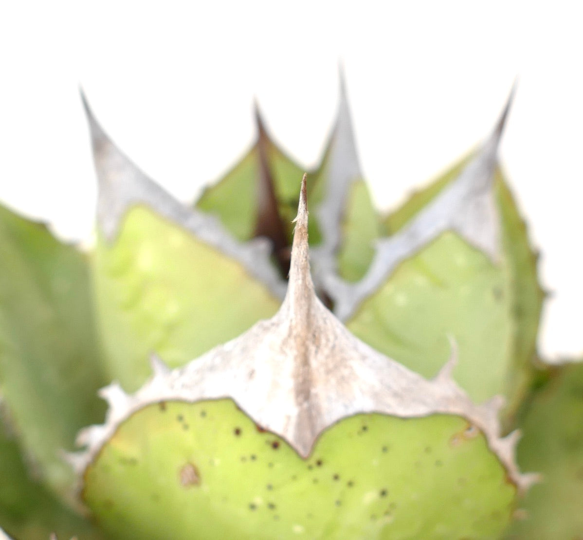 Agave oteroi | Botanical Archive | Own a Unique Succulent