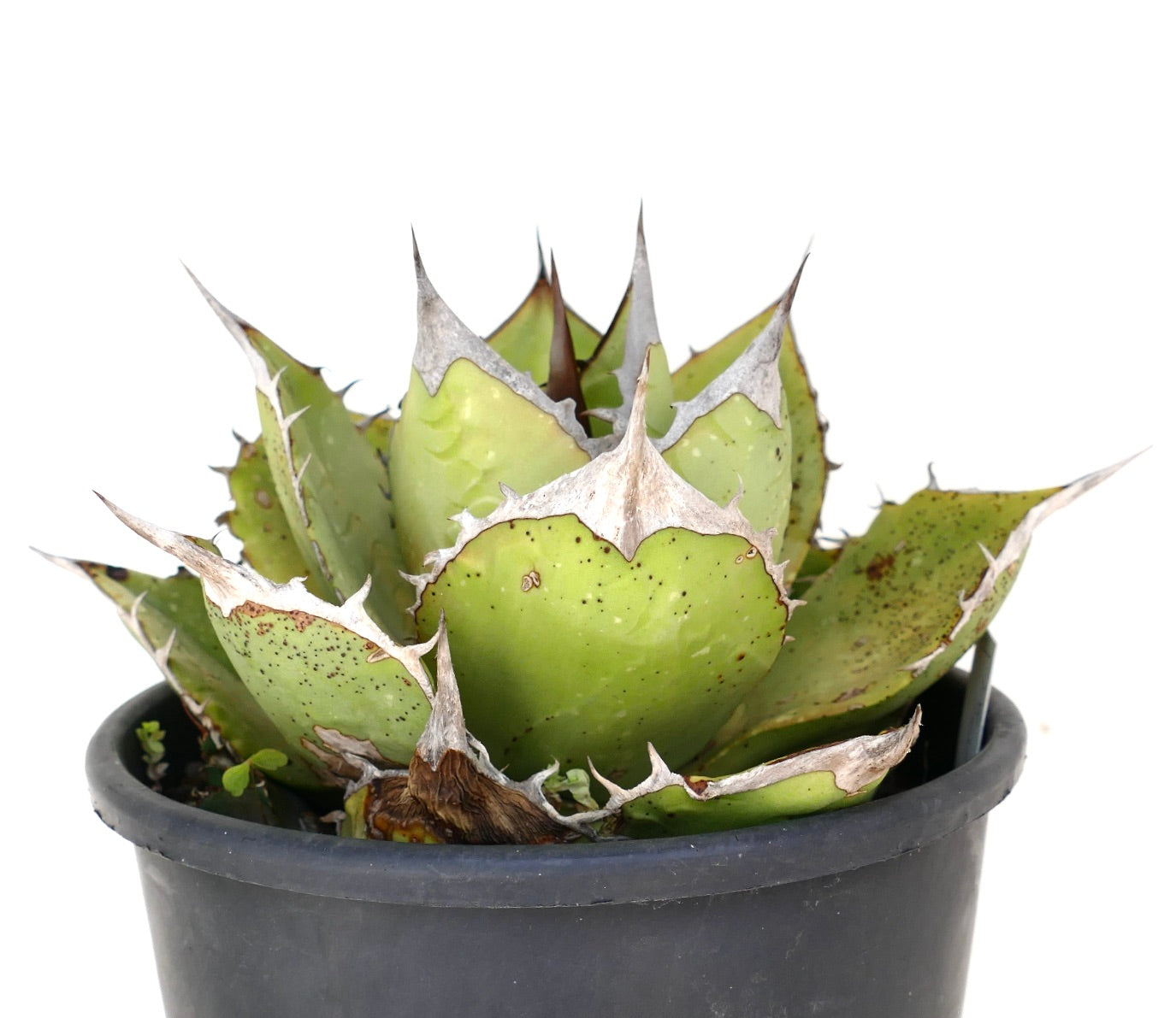 Agave oteroi sukkulent med tykke grønne blader og fremtredende hvite torner i svart potte