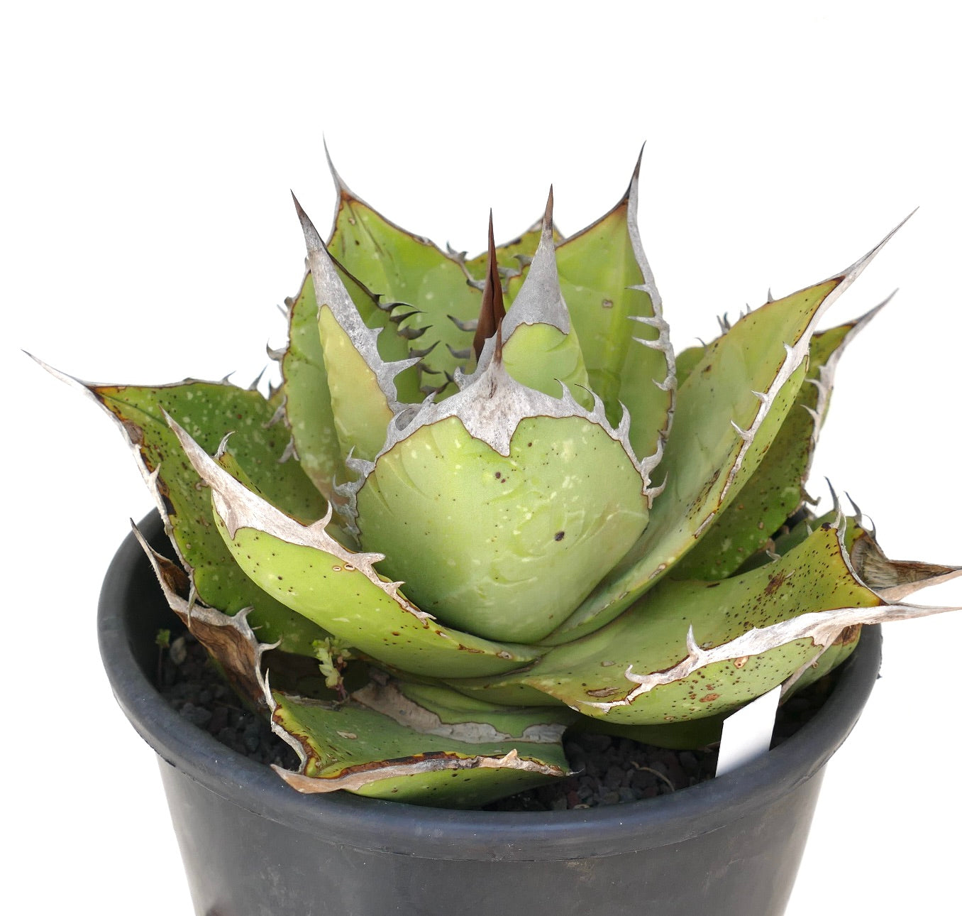 Agave oteroi sukkulent med tykke grønne blader og skarpe torner i svart potte