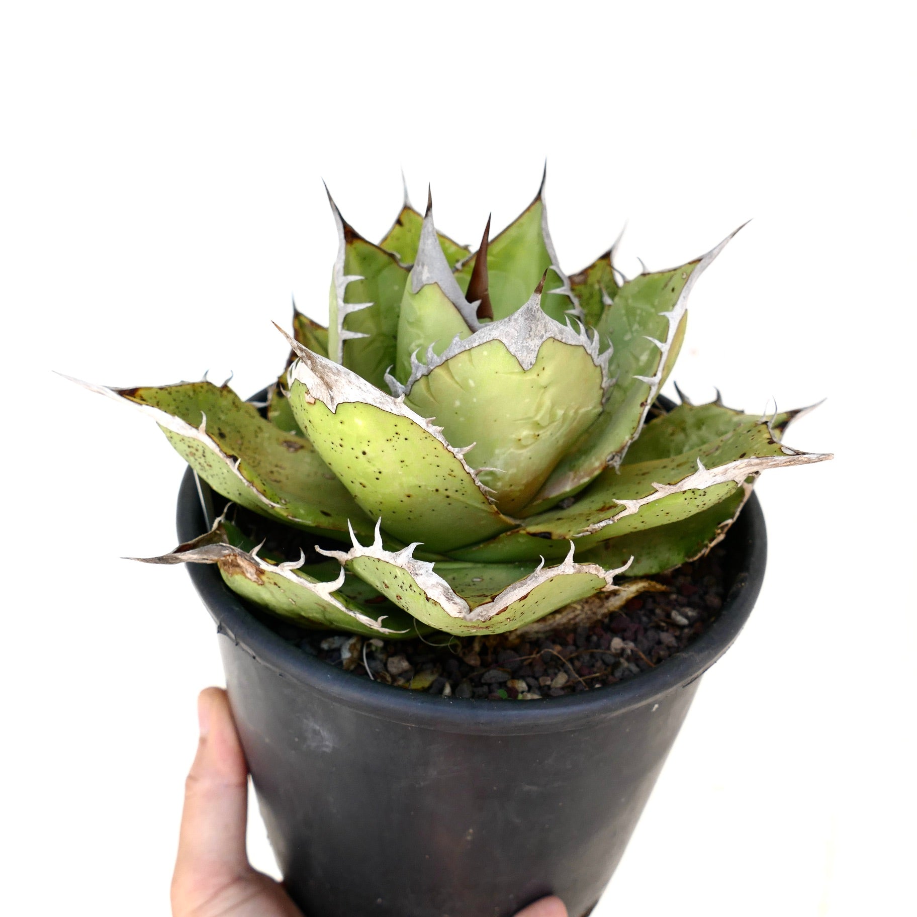 Agave oteroi sukkulent med tykke grønne blader og fremtredende hvite pigger i svart potte