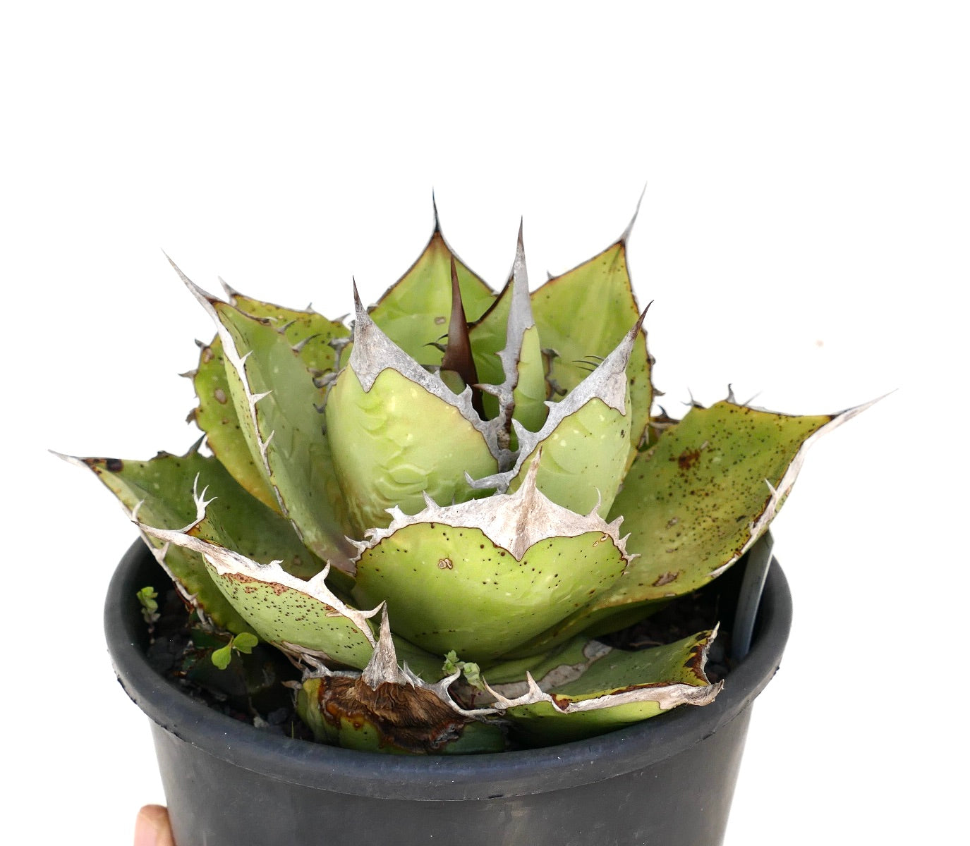 アガベ　オテロイ　Agave Oaxaca アガベ オアハカ オテロイ/Agave Oaxaca oteroi – LAND KNOT PLANTS