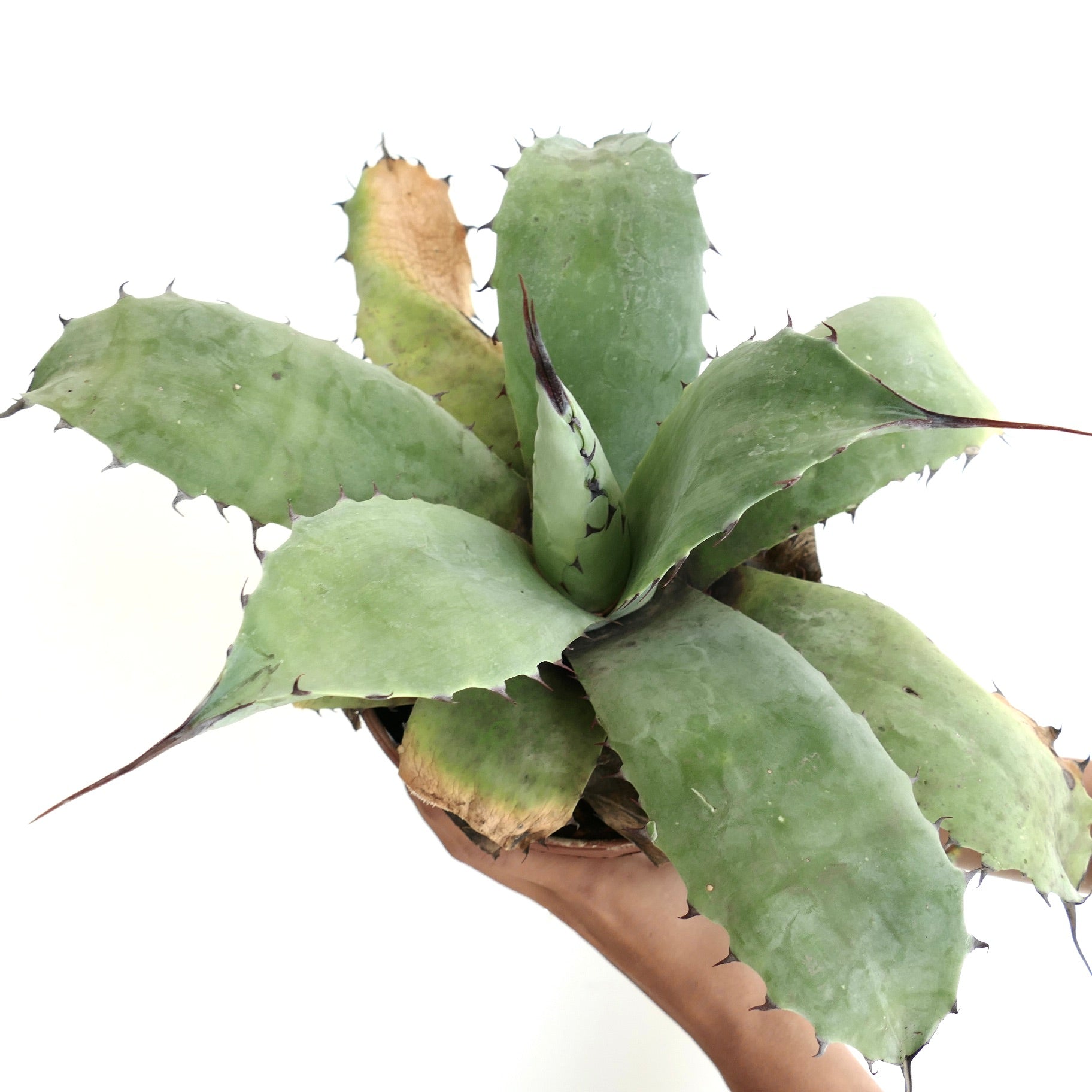Agave ovatifolia succulent with broad green leaves and prominent long dark spines