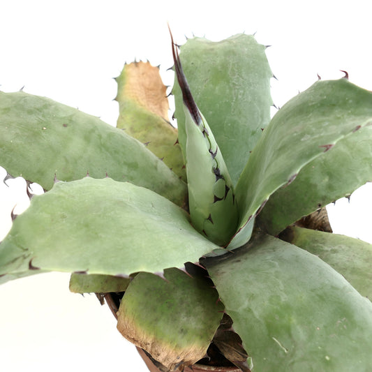 Agave ovatifolia succulent with broad green leaves and long dark spines along edges