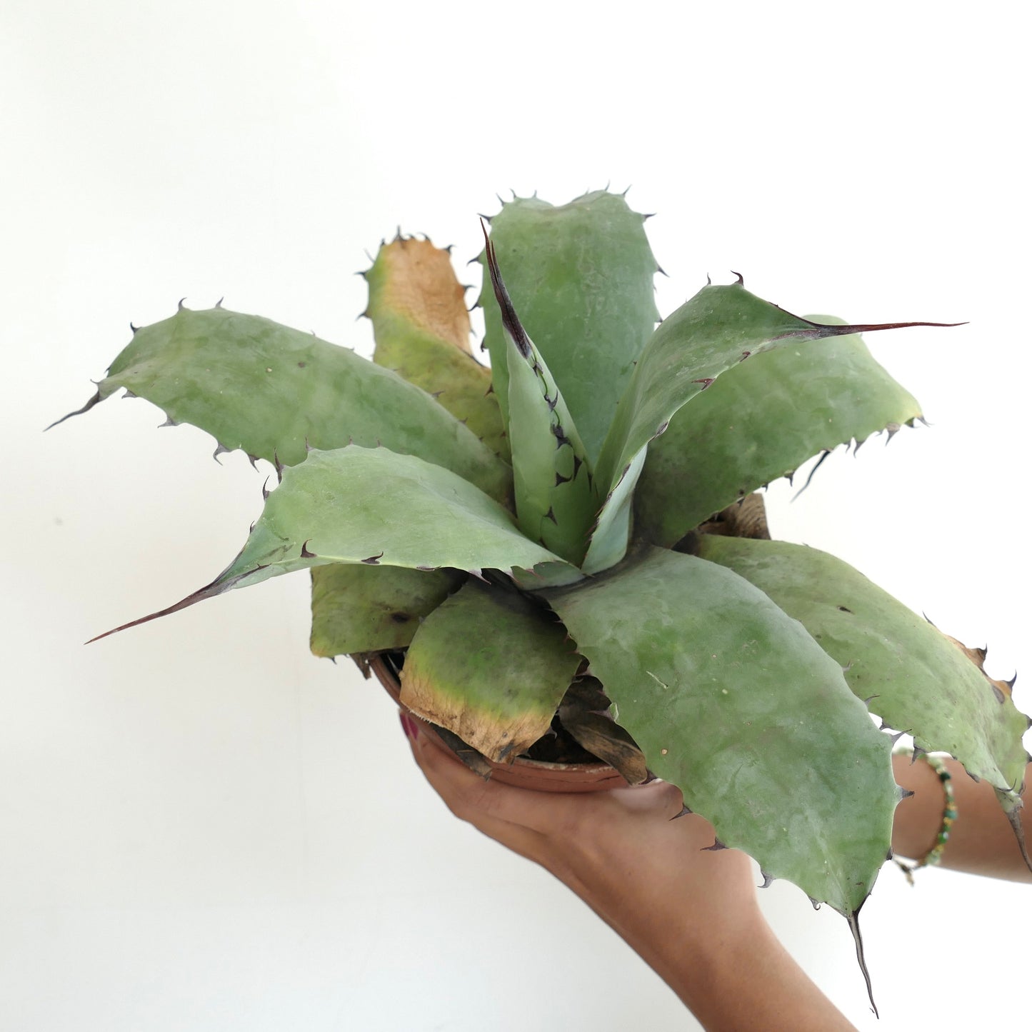 Agave ovatifolia succulent with broad green leaves and long dark spines in pot held by hands