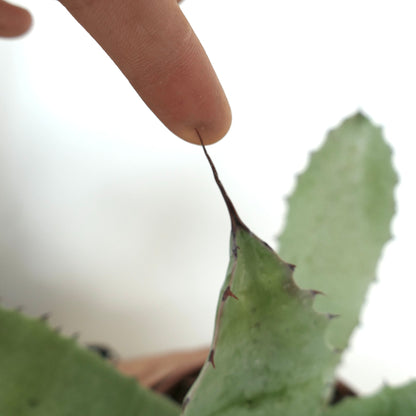 อากาเว โอวาทิโฟเลีย X อากาเว ชเรวี พืชอวบน้ำที่มีใบสีเขียวหนาและหนามแหลมคม