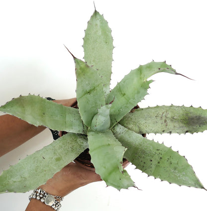 ว่านสี่ทิศ อากาเว โอวาทิโฟเลีย X อากาเว ชรีวี พืชอวบน้ำที่มีใบกว้างหนามสีเขียวอ่อนในกระถาง