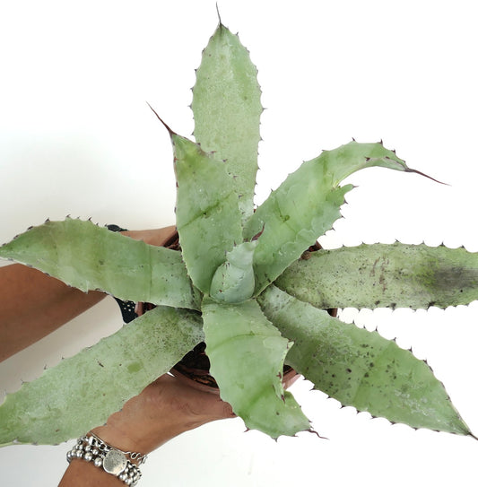 Agave ovatifolia X Agave shrevei Sukkulente mit breiten, stacheligen, blassgrünen Blättern im Topf