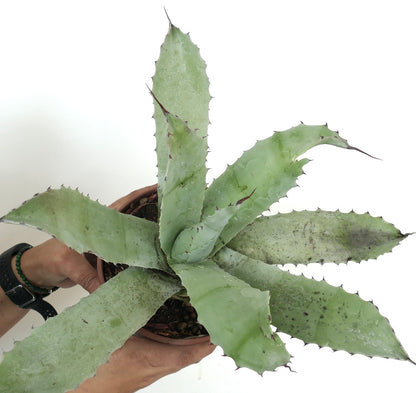 อากาเว โอวาทิโฟเลีย X อากาเว ชรีวี ต้นอวบน้ำใบกว้างมีหนามสีเขียวอ่อนในกระถาง