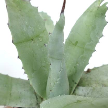 อากาเว โอวาติโฟเลีย X อากาเว ชรีวี ต้นอวบน้ำที่มีใบกว้างสีเขียวอ่อนและหนาม พร้อมหยดน้ำบนใบ