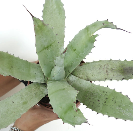 Agave ovatifolia X Agave shrevei Sukkulente mit breiten, stacheligen, blassgrünen Blättern und Wassertropfen