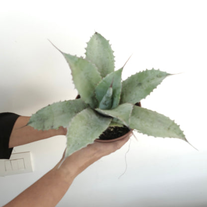 Agave ovatifolia X Agave applanata succulent with broad spiny blue-green leaves in pot