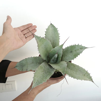 Agave ovatifolia X Agave applanata succulent with broad spiny gray-green leaves and pointed tips