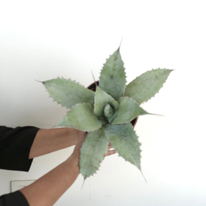 Agave ovatifolia X Agave applanata succulent with thick spiny blue-green leaves in rosette form