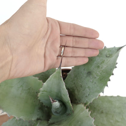 Agave ovatifolia X Agave applanata succulent with broad blue-green leaves and sharp spines