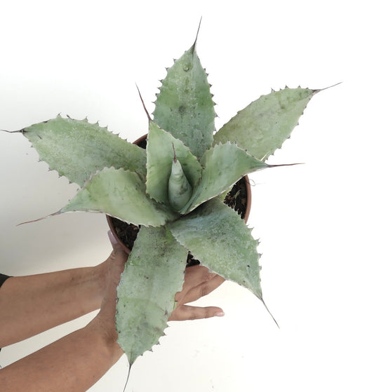 Agave ovatifolia X Agave applanata succulent with broad spiny blue-green leaves in pot