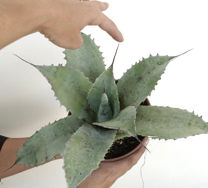 Agave ovatifolia X Agave applanata succulent with broad blue-green leaves and sharp spines