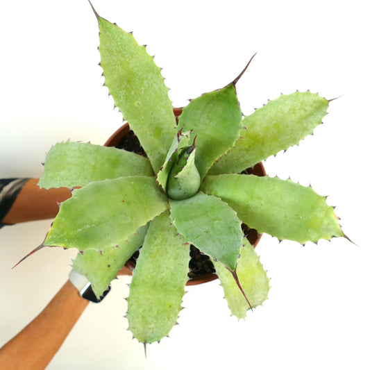 Agave ovatifolia X Agave asperrima (Mr. Corsi HYBRID)