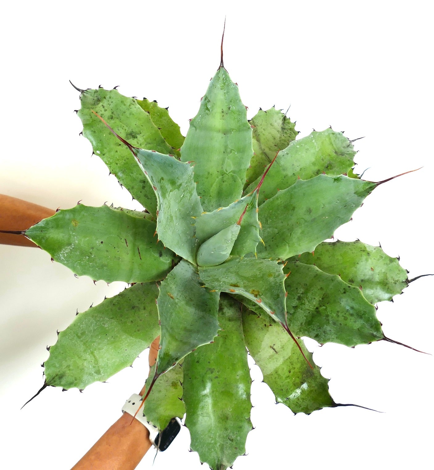 Agave ovatifolia X Agave asperrima subsp. potosiensis succulent with broad green spiny leaves and sharp tips