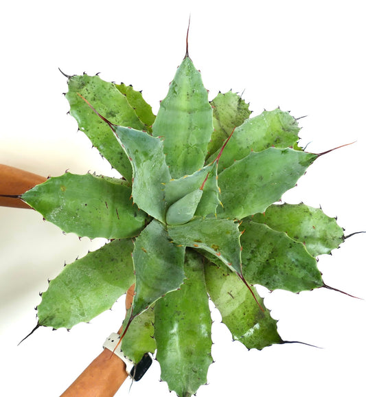 Agave ovatifolia X Agave asperrima subsp. potosiensis succulent with broad green spiny leaves and sharp tips
