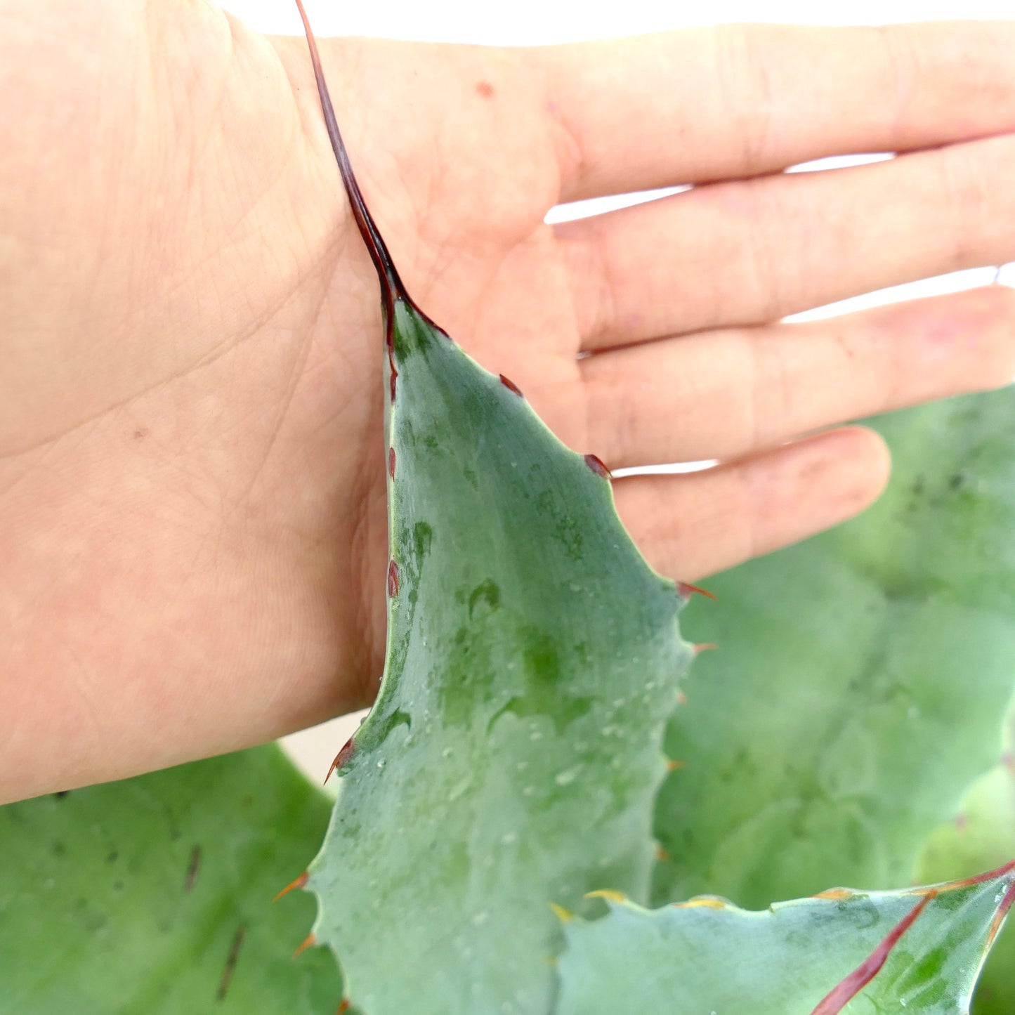 Agave ovatifolia X Agave asperrima subsp. potosiensis succulent with thick blue-green leaves and sharp reddish spines