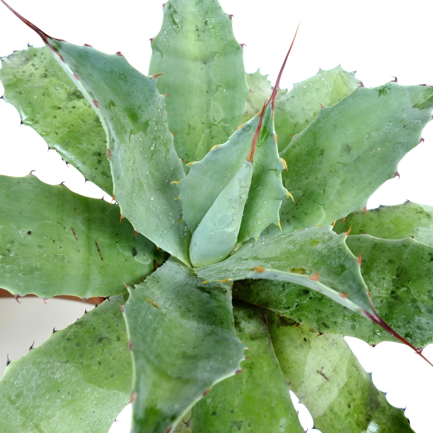 Agave ovatifolia X Agave asperrima subsp. potosiensis succulent with broad spiny green leaves and reddish tips