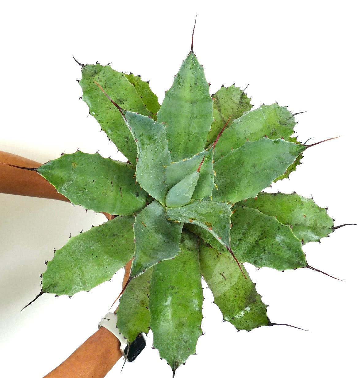 Agave ovatifolia X Agave asperrima subsp. potosiensis large succulent with broad spiny green leaves
