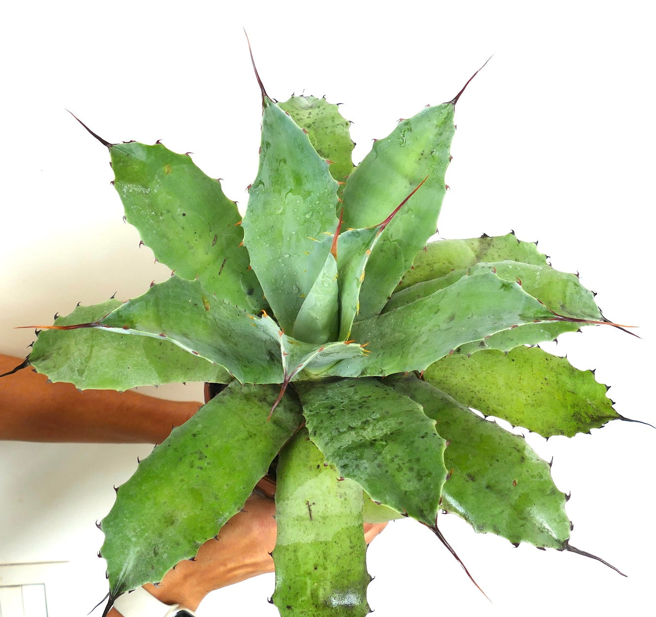 Agave ovatifolia X Agave asperrima subsp. potosiensis succulent with broad green spiny leaves and reddish tips