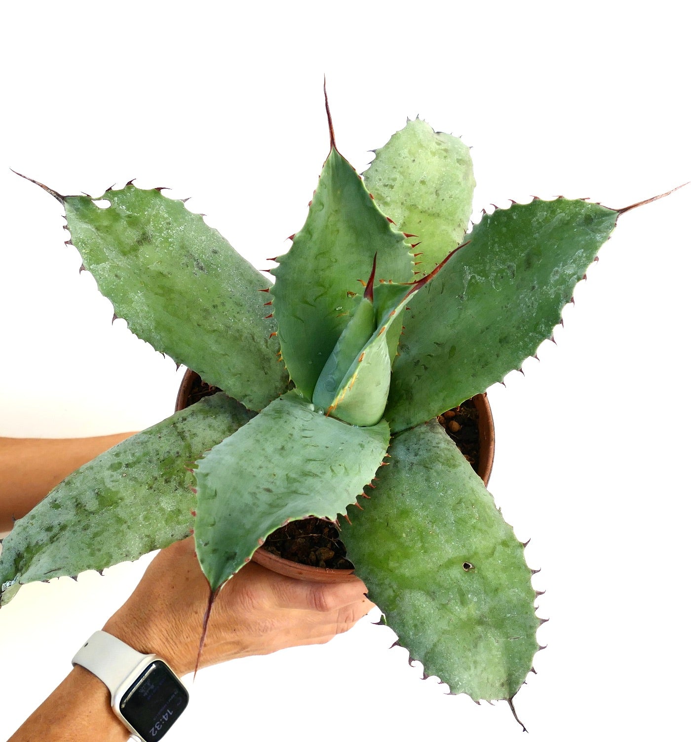 Agave ovatifolia X Agave bovicornuta X Agave celsii F3 hybrid succulent with broad spiny leaves and blue-green texture