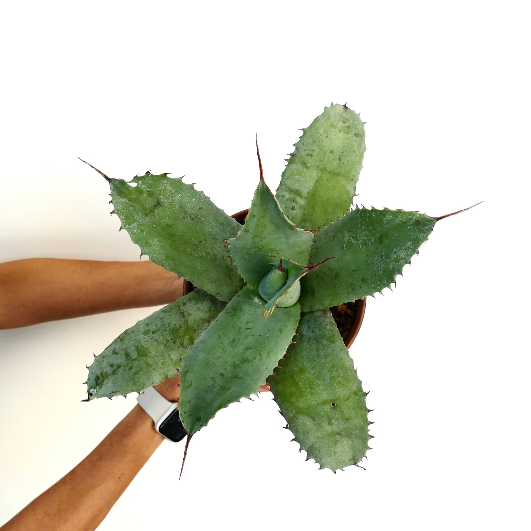 Agave ovatifolia X Agave bovicornuta X Agave celsii F3 hybrid succulent with broad spiny green leaves