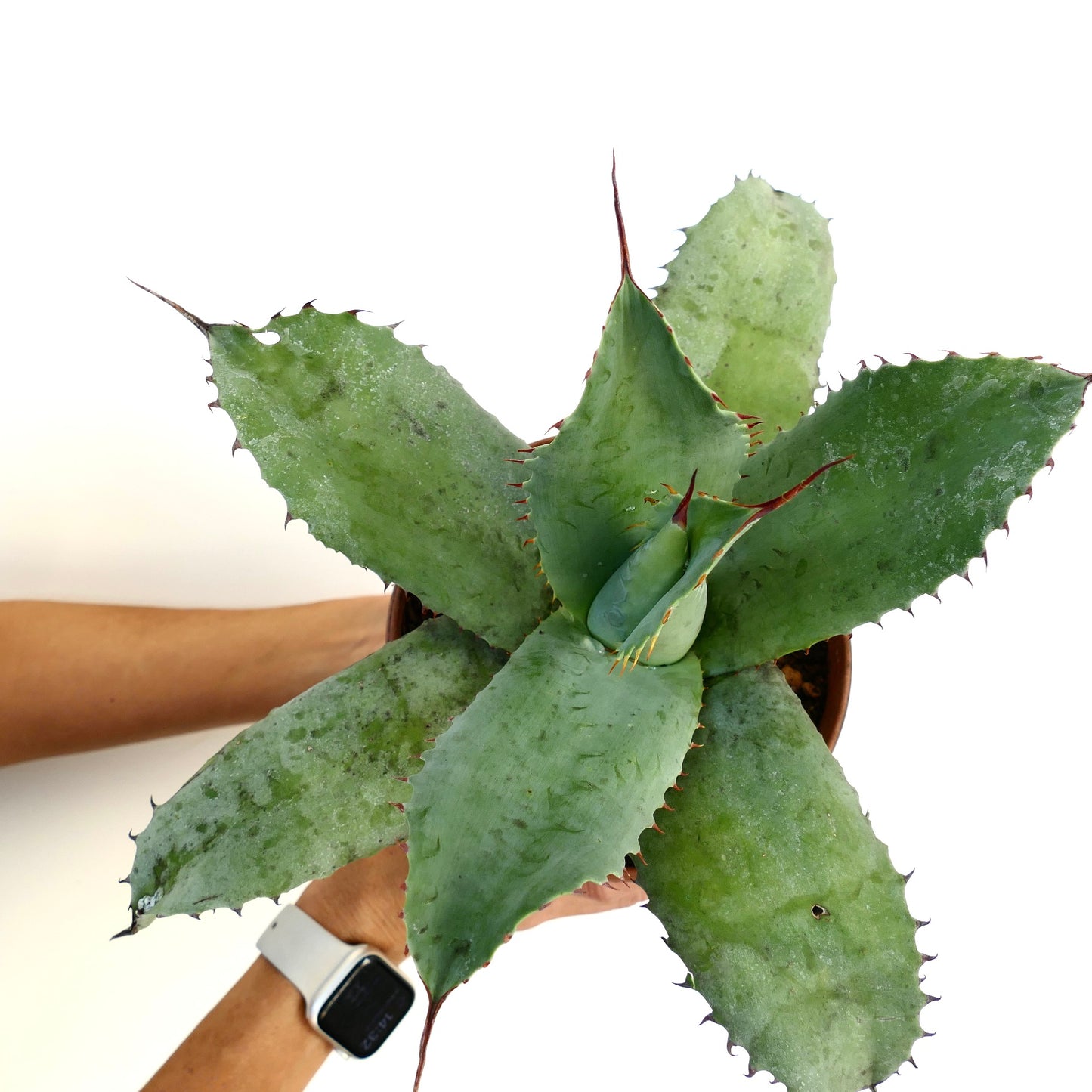Agave ovatifolia X Agave bovicornuta X Agave celsii F3 hybrid succulent with broad spiny green leaves